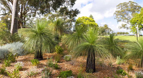Grass Tree seed grown (Xanthorrhoea glauca) - Ladybird Nursery