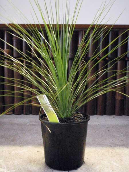 Grass Tree seed grown (Xanthorrhoea latifolia)
