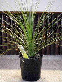 Grass Tree seed grown (Xanthorrhoea latifolia) - Ladybird Nursery
