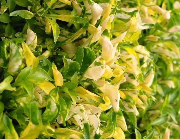 Green and Gold Alternanthera (Alternanthera) - Ladybird Nursery