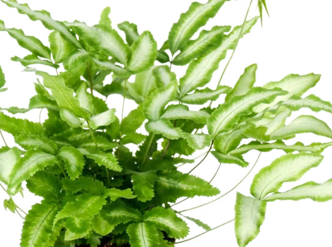 Green Brake Fern (Pteris cretica)