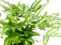 Green Brake Fern (Pteris cretica) - Ladybird Nursery