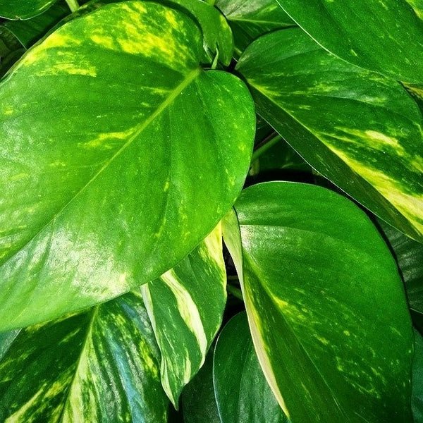Green Form Pothos - Devils Ivy (Epipremnum aureum) - Ladybird Nursery