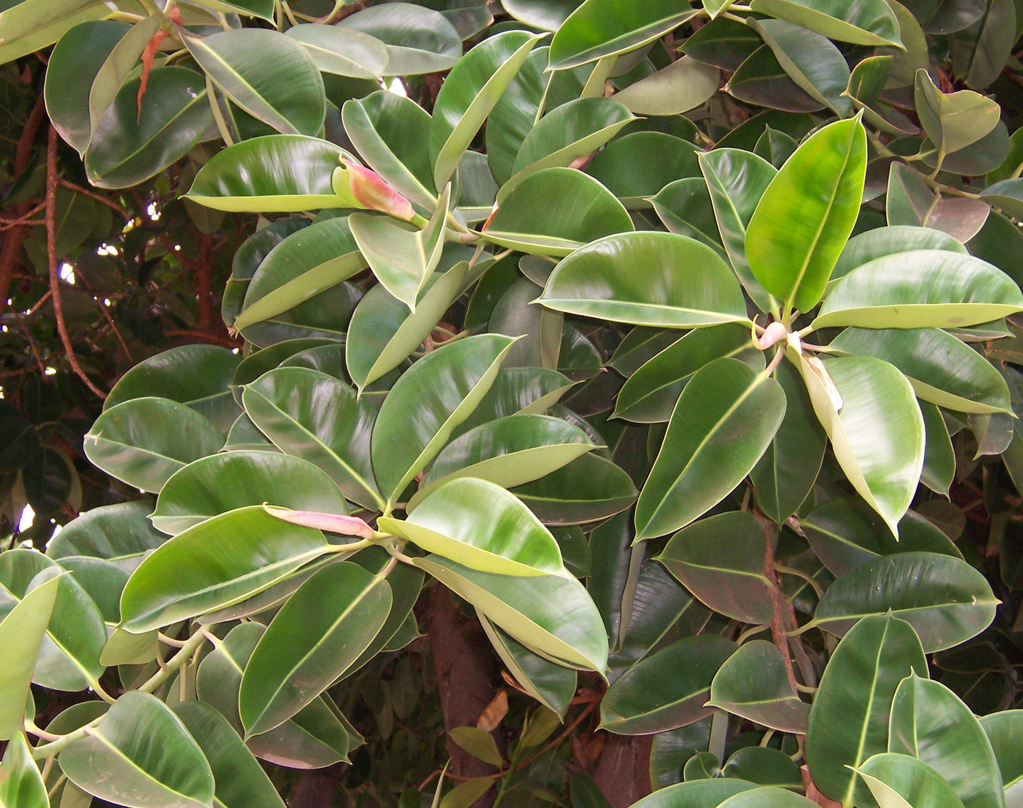 Ficus Rubra Rubber Plant (Ficus elastica)