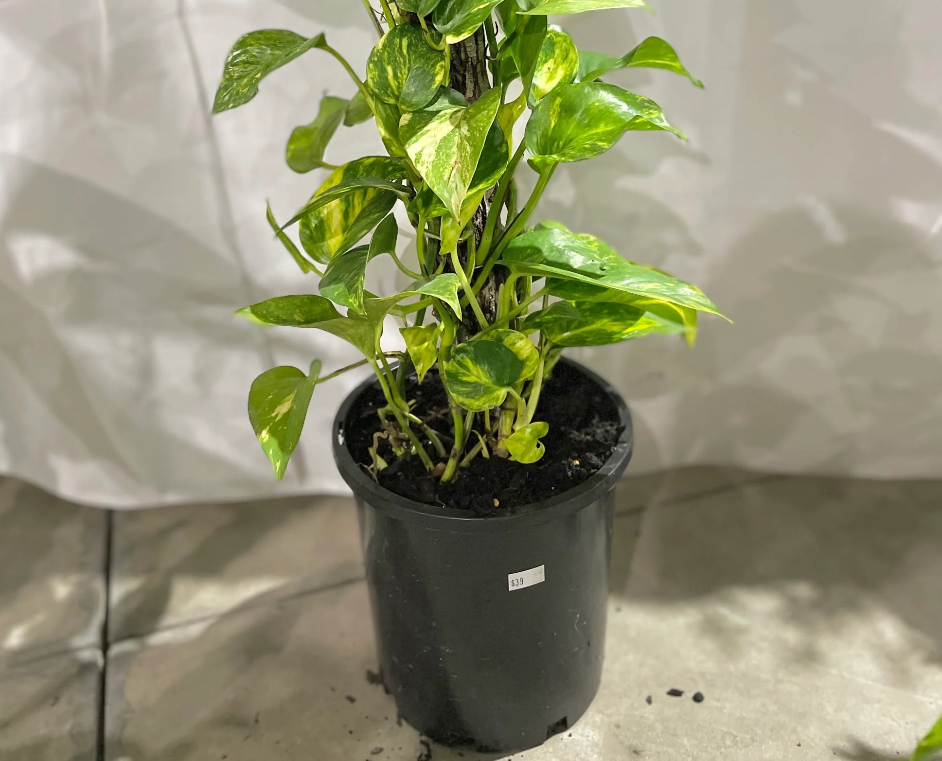 Green Gold Pothos - Devils Ivy (Epipremnum aureum) - Ladybird Nursery