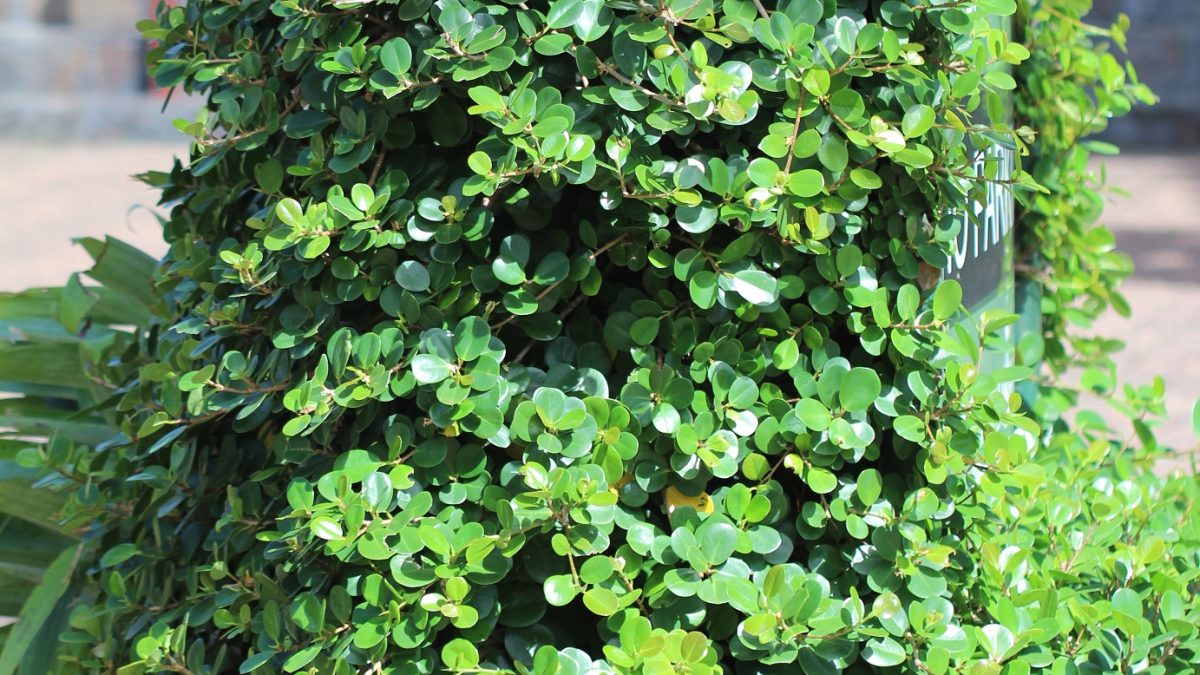 Green Island Fig (Ficus microcarpa)