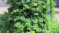 Green Island Fig (Ficus microcarpa) - Ladybird Nursery