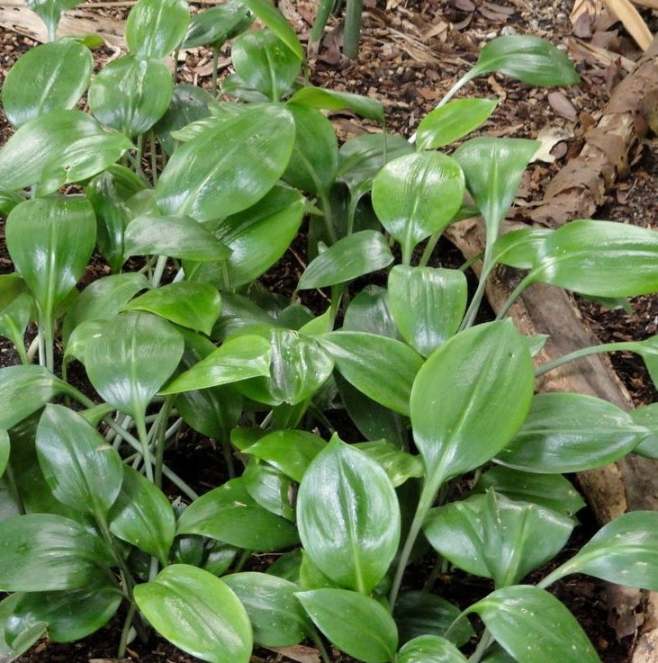 Green Lily Supreme (Caliphruria subedentata)