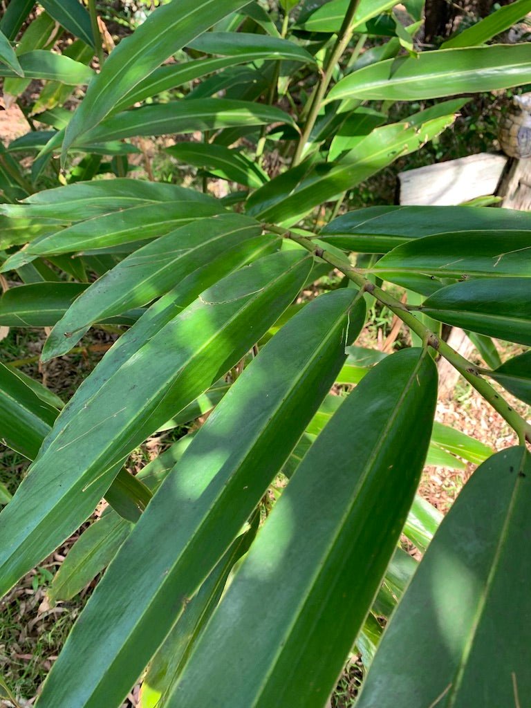 Native Ginger (Alpinia caerulea) - Ladybird Nursery