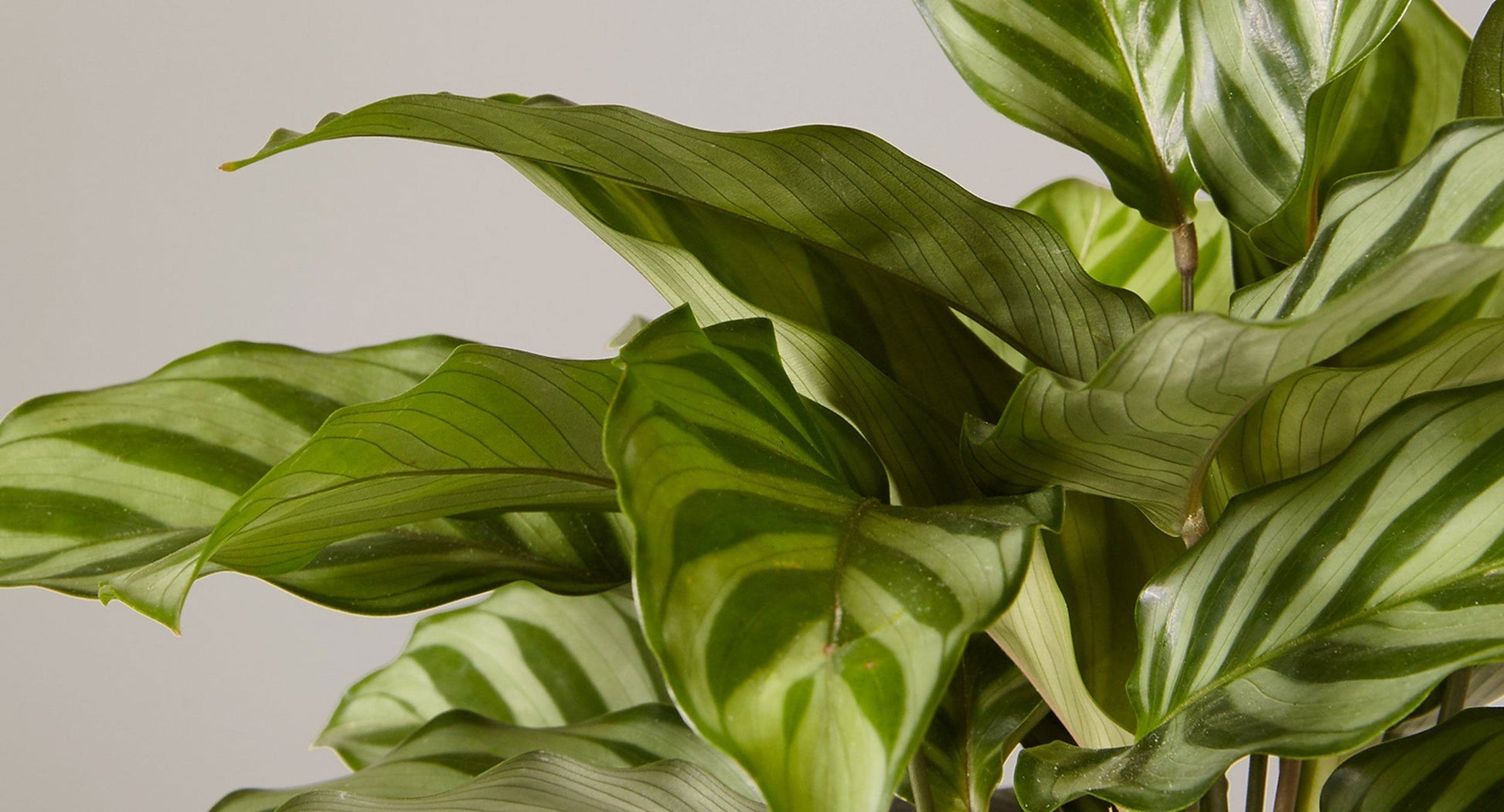 Green Prayer Plant (Calathea spp.)