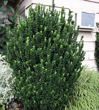 Green Rocket Spindle (Euonymus japonicus) - Ladybird Nursery