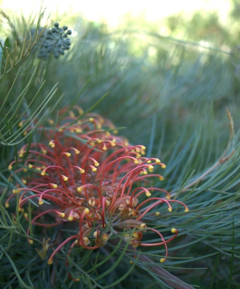 Grevillea 'Amber Blaze' - Ladybird Nursery