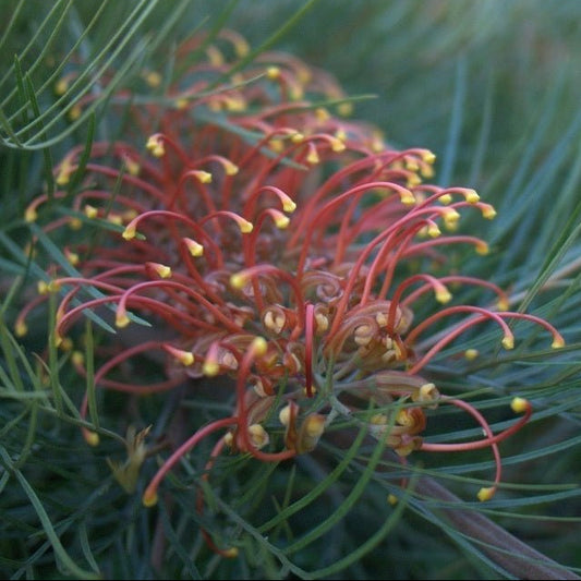 Grevillea 'Amber Blaze' - Ladybird Nursery