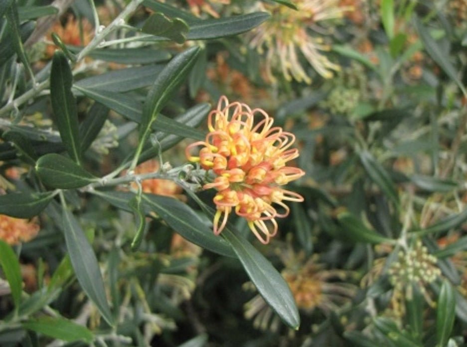 Grevillea 'Apricot Glow' - Ladybird Nursery