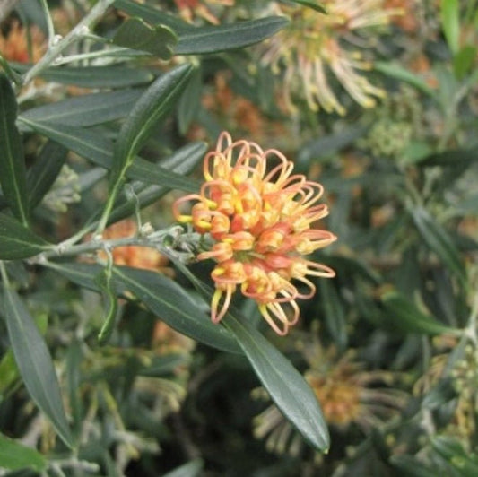 Grevillea 'Apricot Glow' - Ladybird Nursery