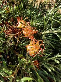 Grevillea 'Apricot Tingle' - Ladybird Nursery