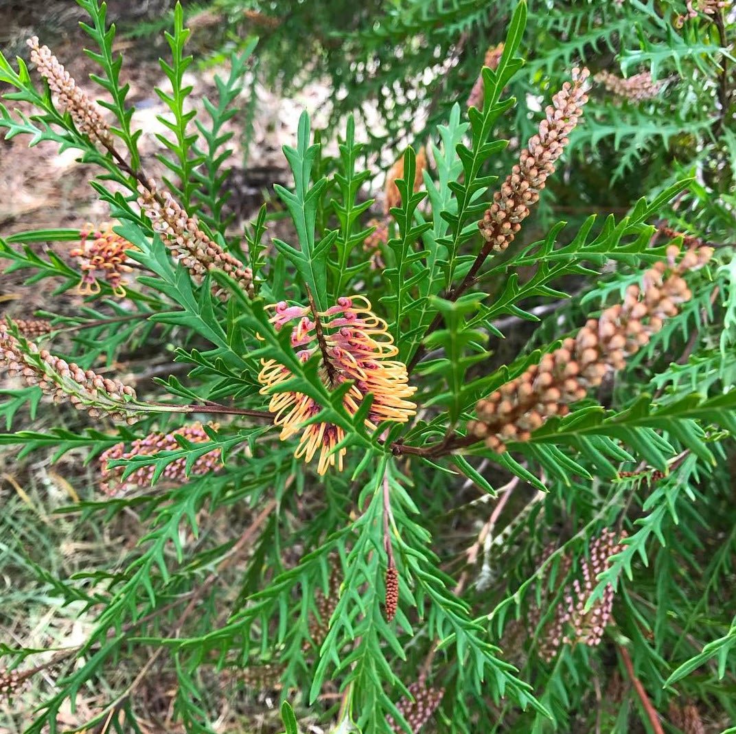 Grevillea Assorted (Grevillea spp.) - Ladybird Nursery