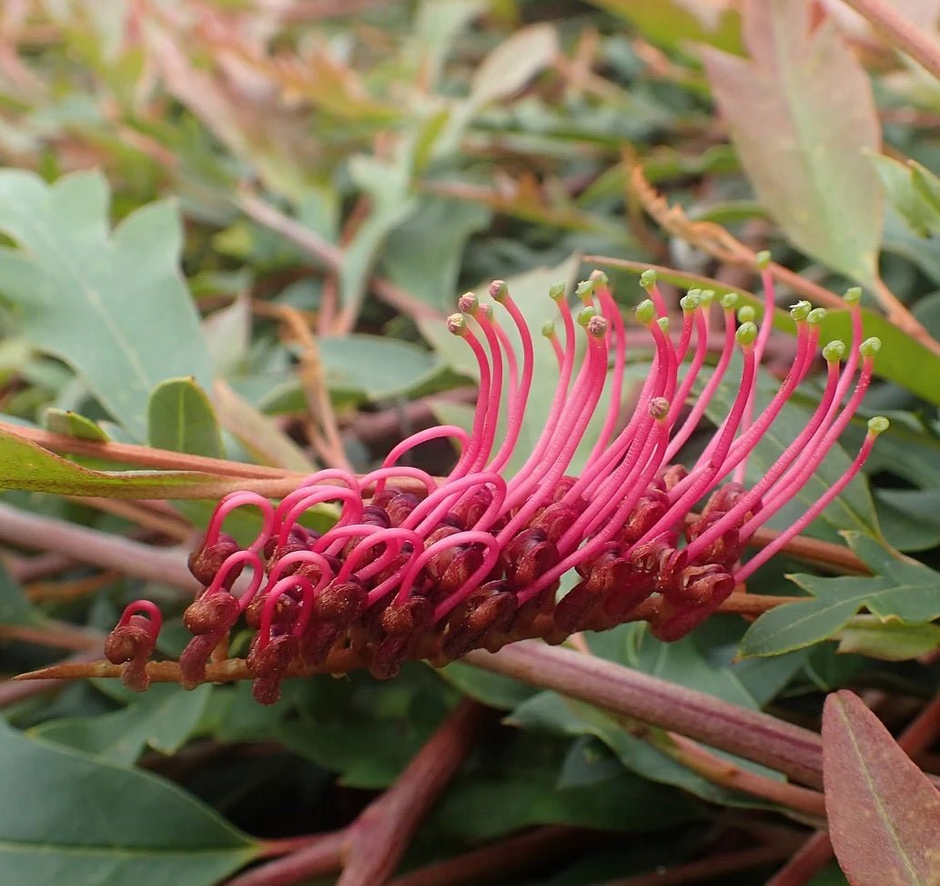 Grevillea Aussie Crawl - Ladybird Nursery