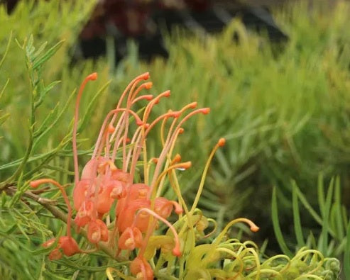 Grevillea Autumn Waterfall