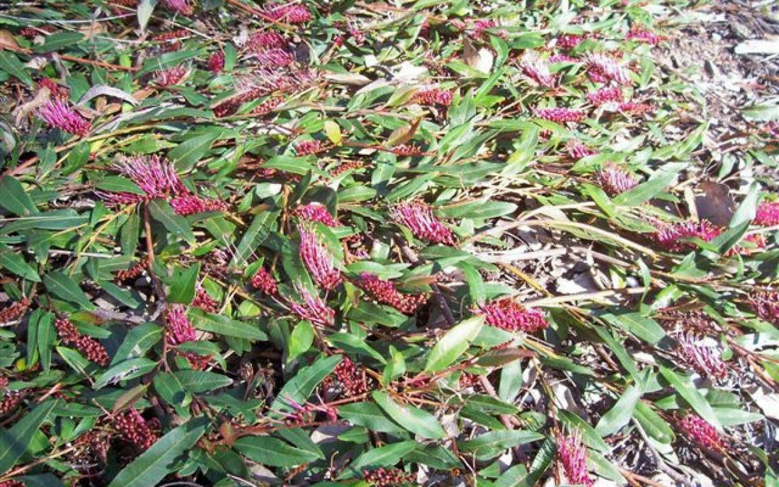 Grevillea Bedspread - Ladybird Nursery