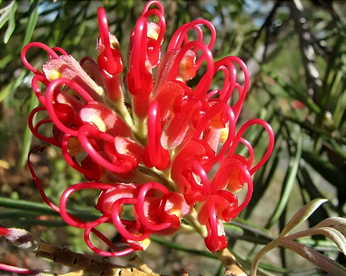 Grevillea Big Red - Ladybird Nursery