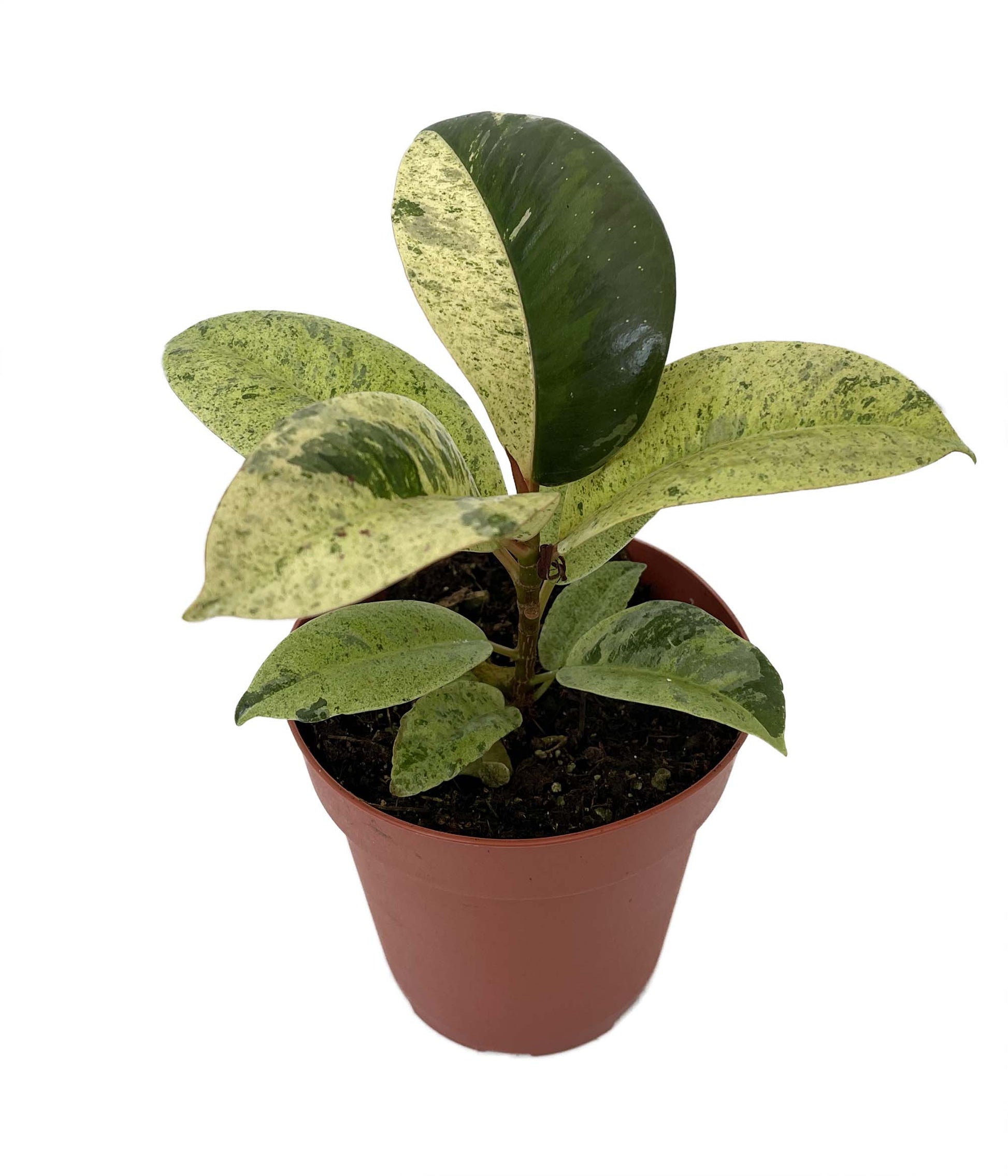 Ficus Shivereana Rubber Plant (Ficus elastica)