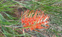 Grevillea Birdsong - Ladybird Nursery