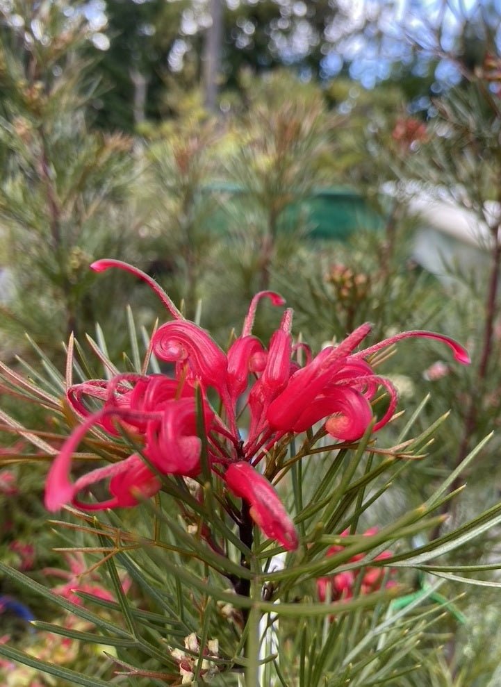 Grevillea Bon Accord - Ladybird Nursery