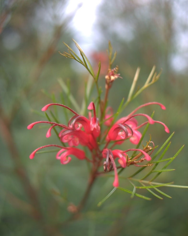 Grevillea Bonfire - Ladybird Nursery