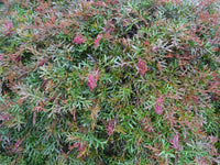 Grevillea Bronze Rover Standards - Ladybird Nursery
