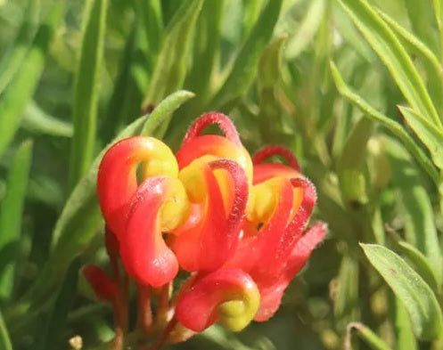 Grevillea Charlies Angel