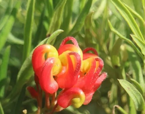 Grevillea Charlies Angel - Ladybird Nursery