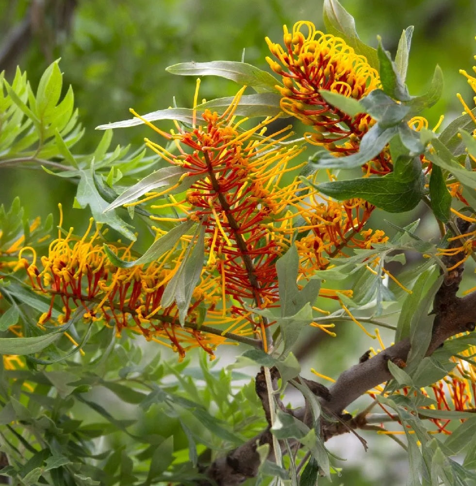 Grevillea Coastal Lemon Glimpse