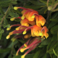 Grevillea Crackles - Ladybird Nursery