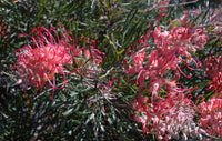 Grevillea Cupids Dream - Ladybird Nursery