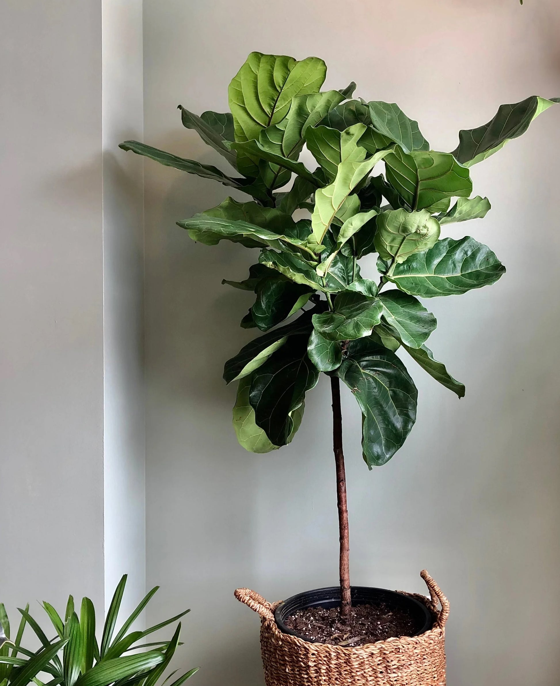 Fiddle Leaf Fig (Ficus lyrata)