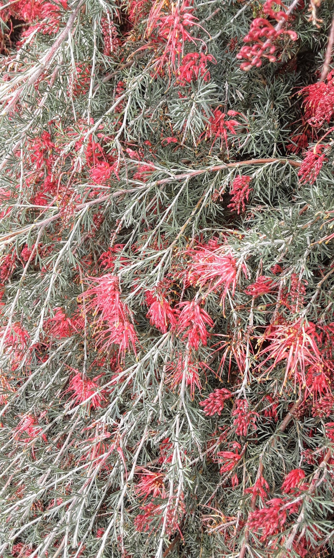 Grevillea Ellendale Dragon - Ladybird Nursery