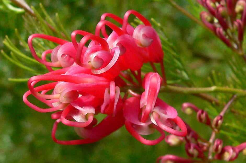 Grevillea Ellendale fililoba