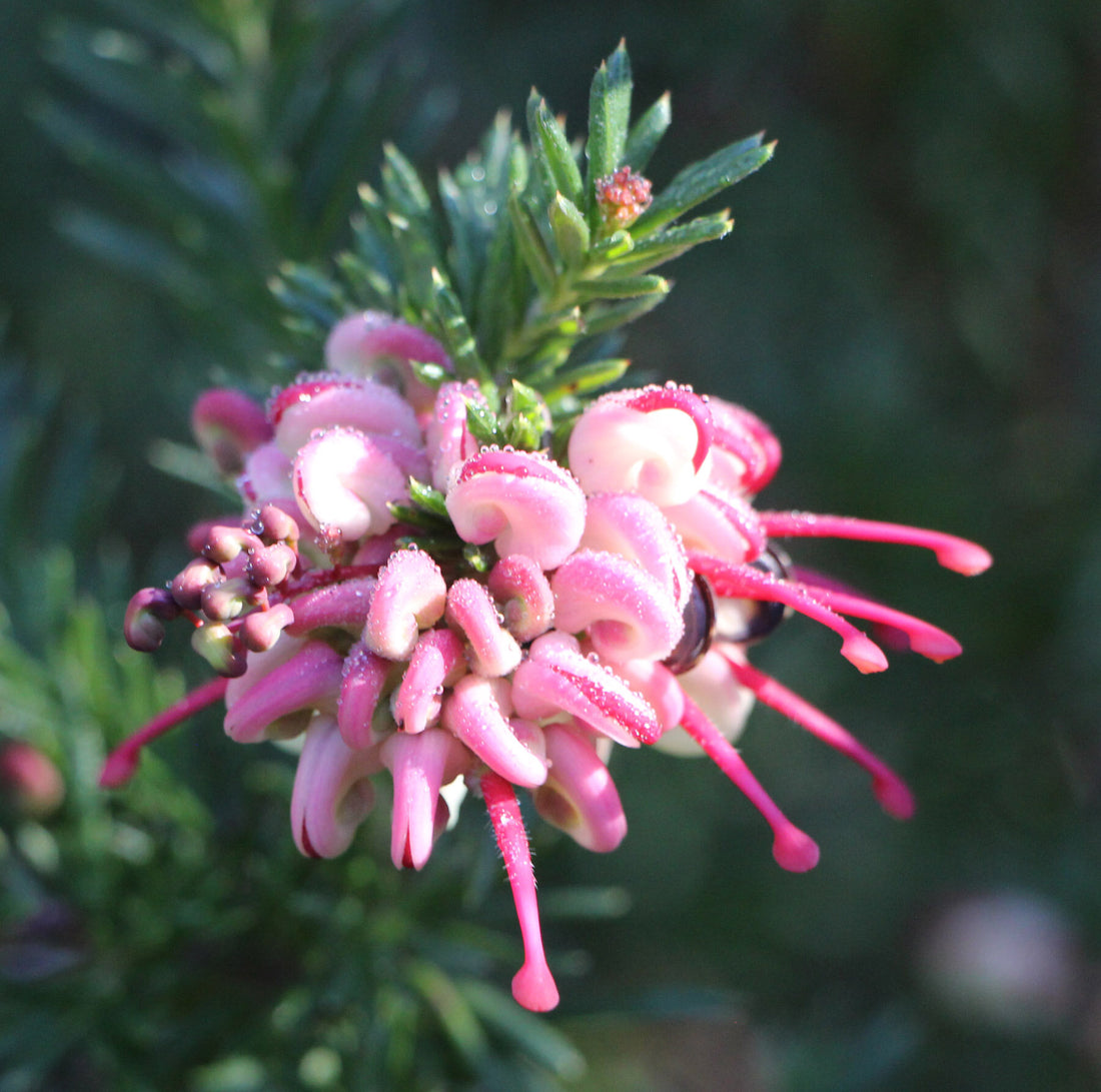 Grevillea Emma Charlotte - Ladybird Nursery