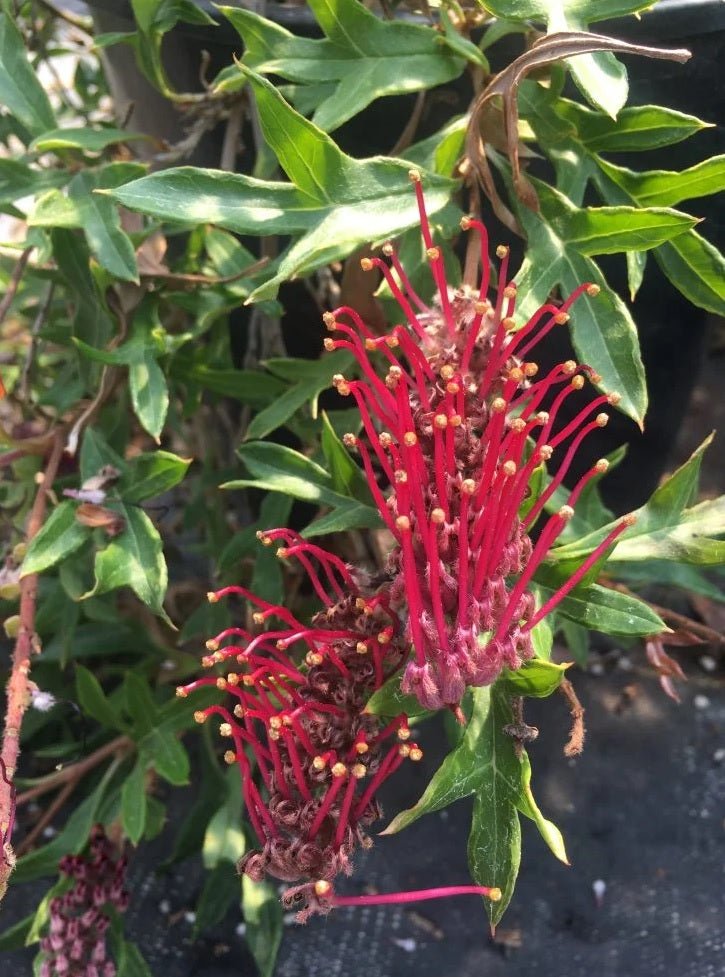 Grevillea Gaudi Chaudi - Ladybird Nursery