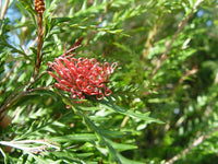 Grevillea 'Ivanhoe' - Ladybird Nursery
