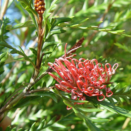 Grevillea 'Ivanhoe' - Ladybird Nursery