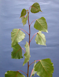 Hybrid Poplar x nigra Crows Nest (Populus euramericana) - Ladybird Nursery