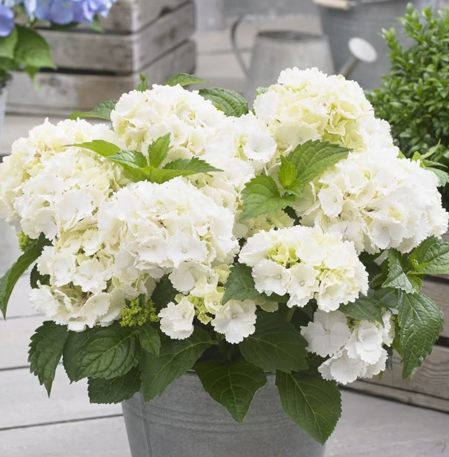 Hydrangea Tea Time™