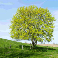 Field Maple (Acer campestre) - Ladybird Nursery