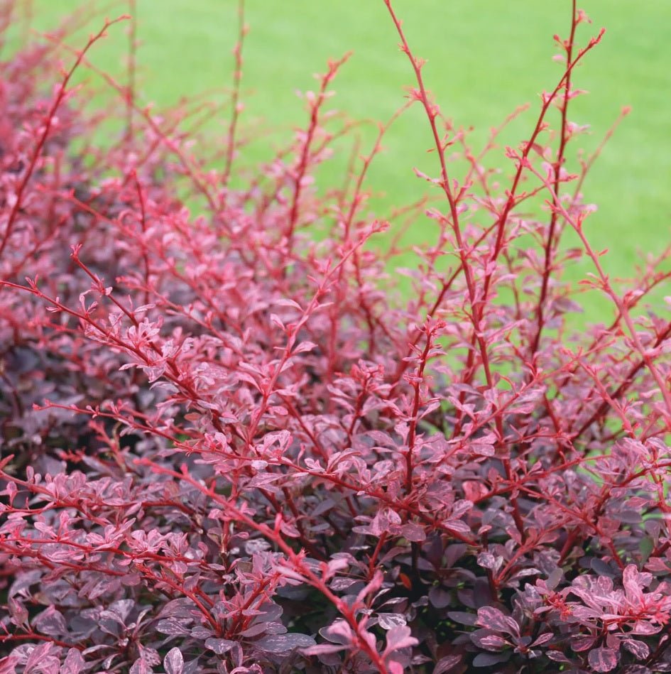 Japanese Barberry atropurpureum Purple (Berberis thunbergii) - Ladybird Nursery