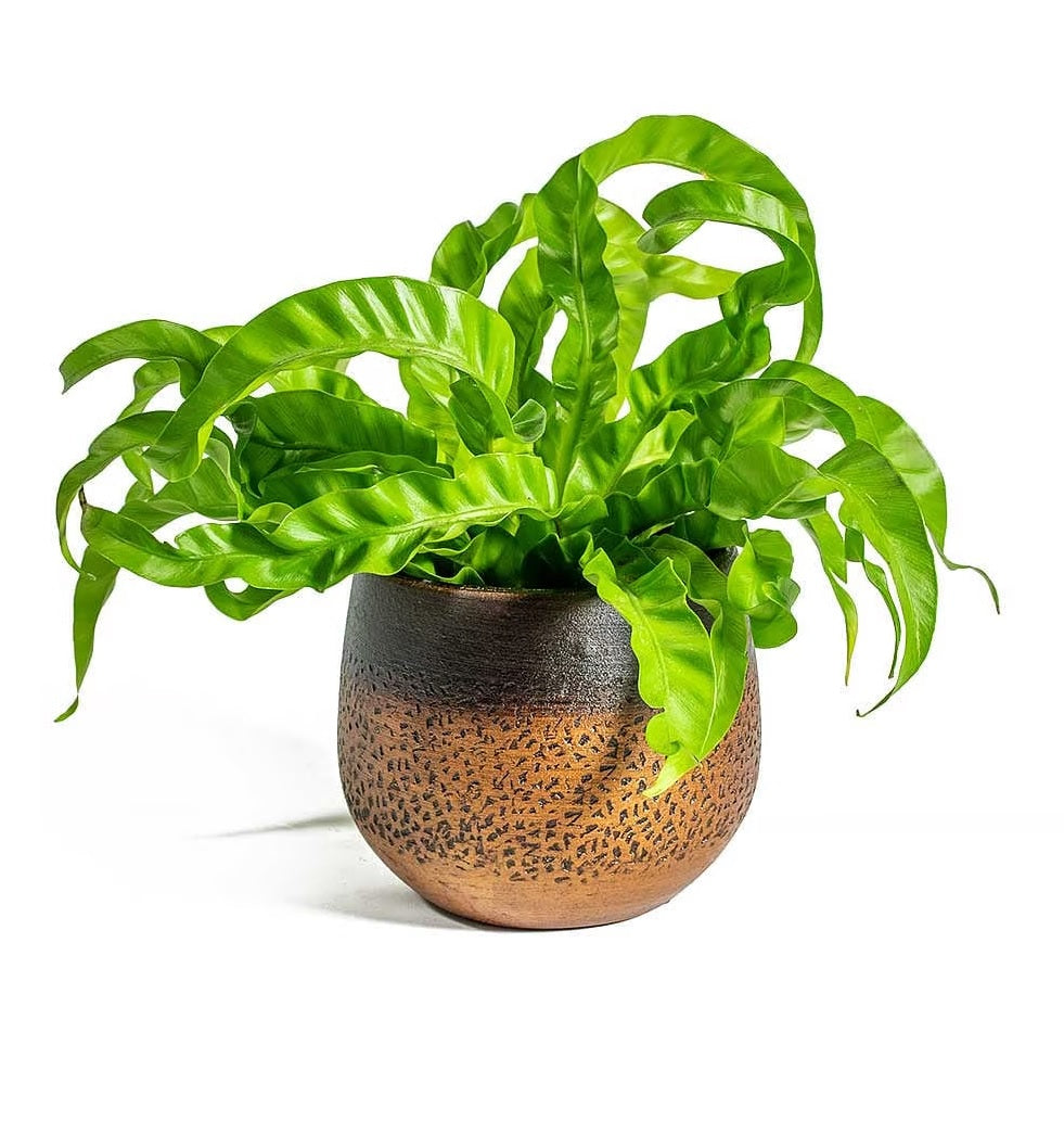 Japanese Bird's Nest Fern Hurricane (Asplenium antiquum)
