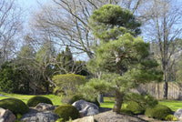 Black Pine (Pinus thunbergii) - Ladybird Nursery