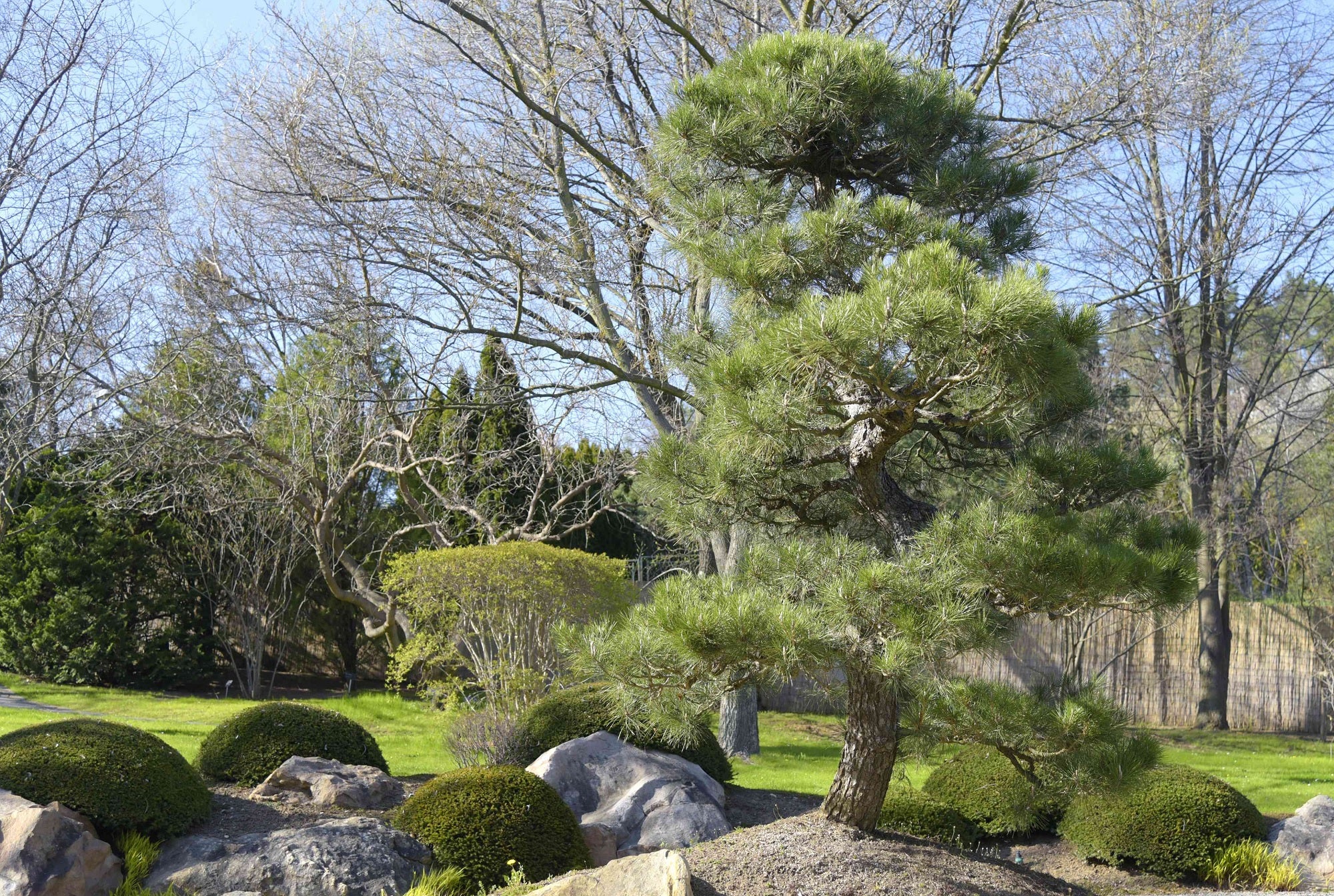 Black Pine (Pinus thunbergii) - Ladybird Nursery