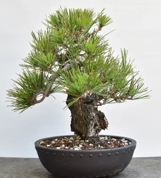 Japanese Black Pine Aocha Nishiki (Pinus thunbergii) - Ladybird Nursery